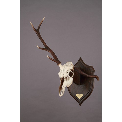 A collection of Late Victorian Roland Ward Mounted 'Deformed' Antlers